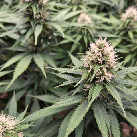Strawberry Lemonade growlog timeline photo