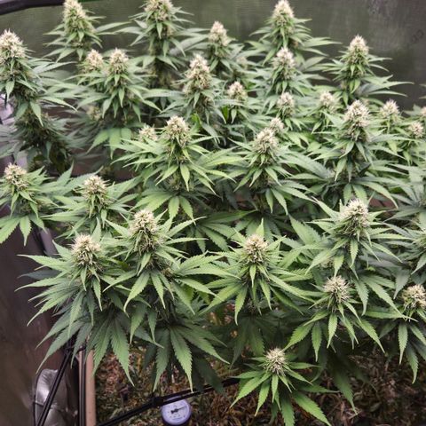 Strawberry Lemonade growlog timeline photo