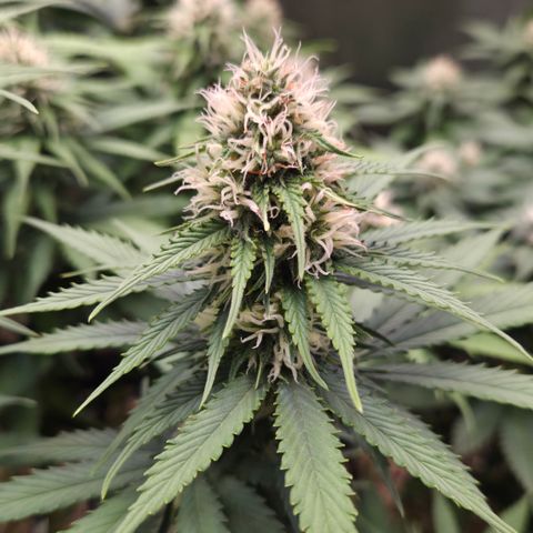Strawberry Lemonade growlog timeline photo
