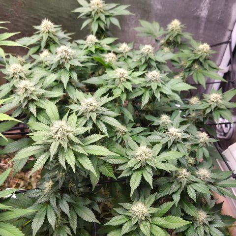 Limoncello growlog timeline photo