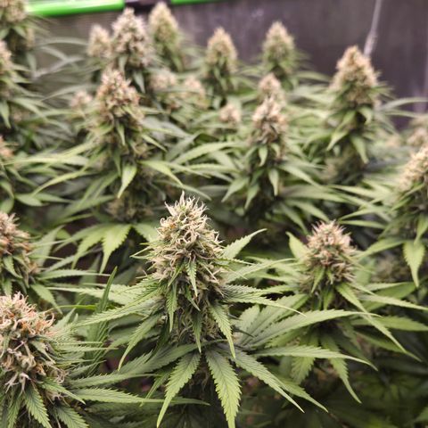 Strawberry Lemonade growlog timeline photo