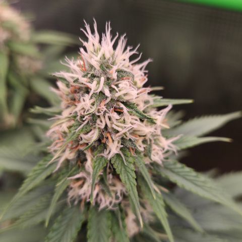 Strawberry Lemonade growlog timeline photo