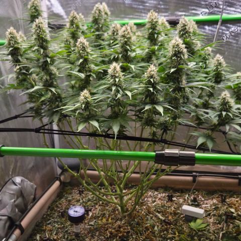 Strawberry Lemonade growlog timeline photo