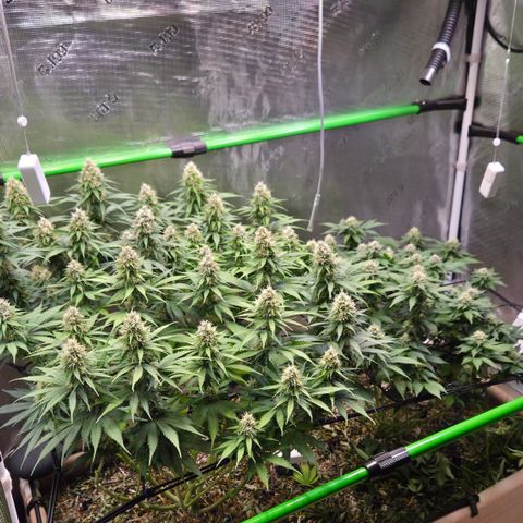 Strawberry Lemonade growlog timeline photo