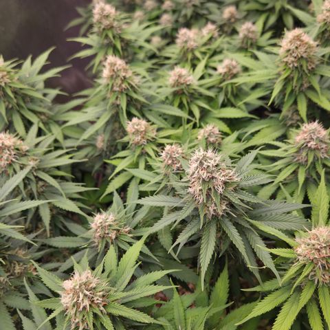 Strawberry Lemonade growlog timeline photo