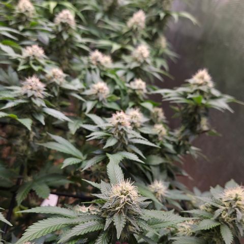 Strawberry Lemonade growlog timeline photo