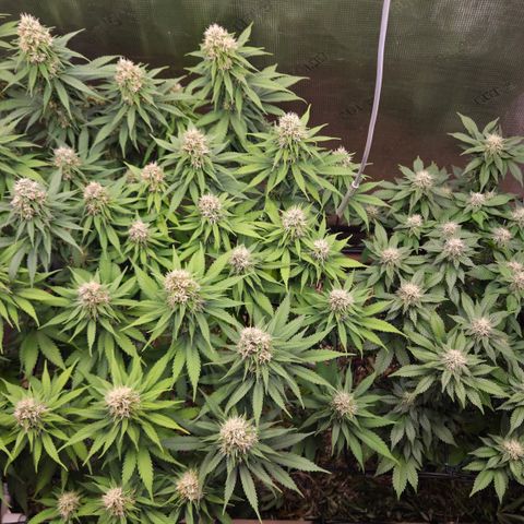 Strawberry Lemonade growlog timeline photo