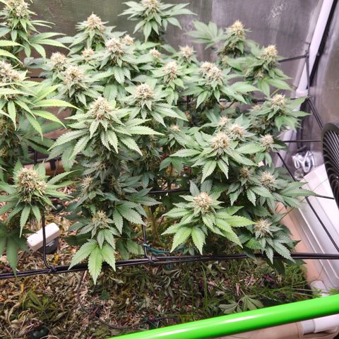 Limoncello growlog timeline photo