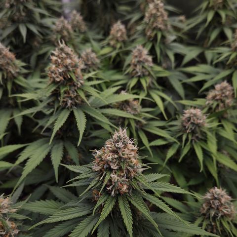Strawberry Lemonade growlog timeline photo