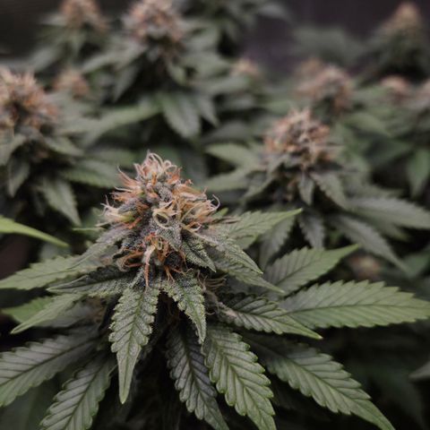 Limoncello growlog timeline photo
