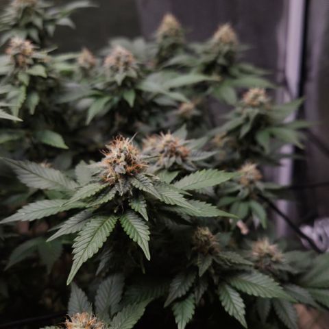 Limoncello growlog timeline photo