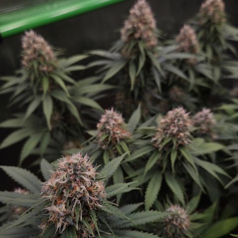 Strawberry Lemonade growlog timeline photo