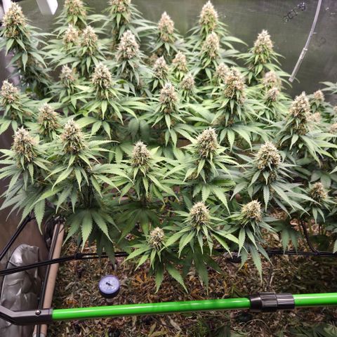 Strawberry Lemonade growlog timeline photo