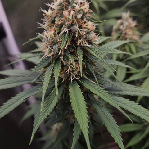 Strawberry Lemonade growlog timeline photo