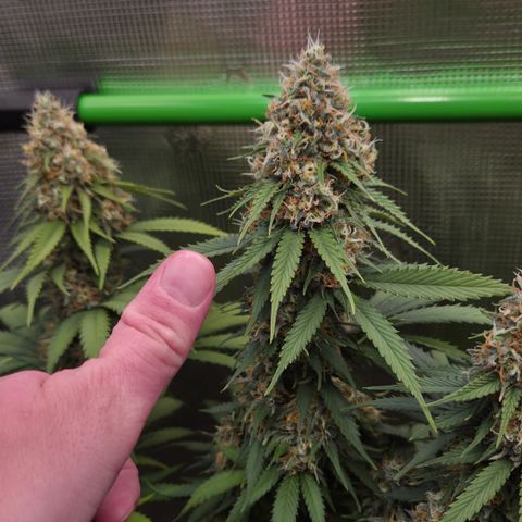 Strawberry Lemonade growlog timeline photo