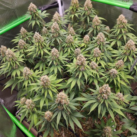 Strawberry Lemonade growlog timeline photo