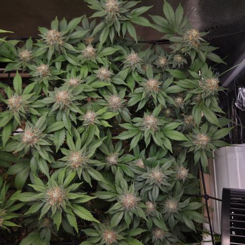 Limoncello growlog timeline photo