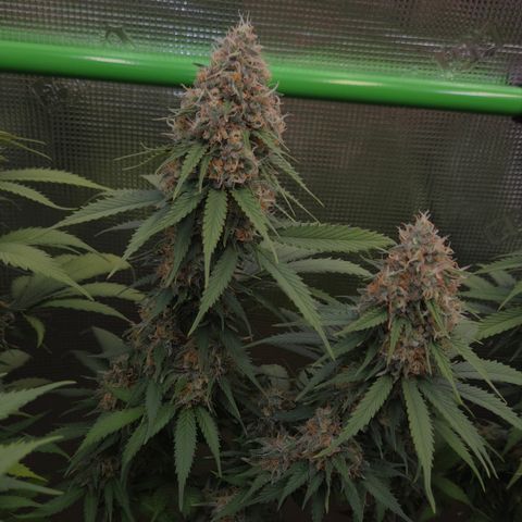 Strawberry Lemonade growlog timeline photo