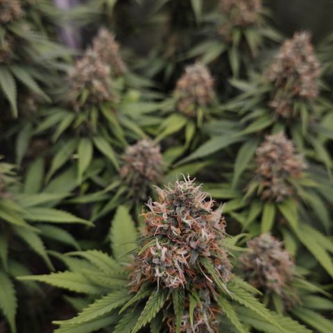 Strawberry Lemonade growlog timeline photo