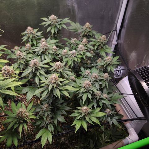 Limoncello growlog timeline photo