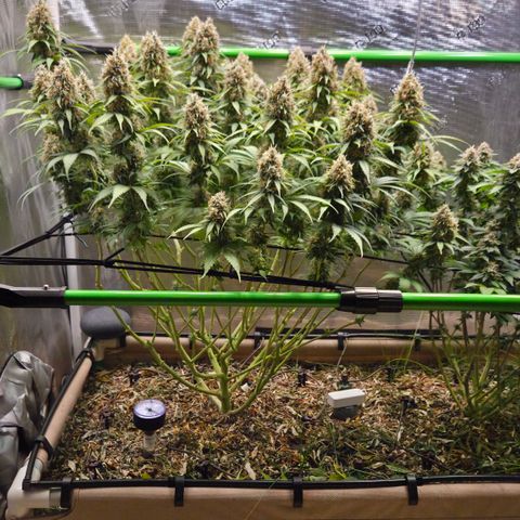 Strawberry Lemonade growlog timeline photo