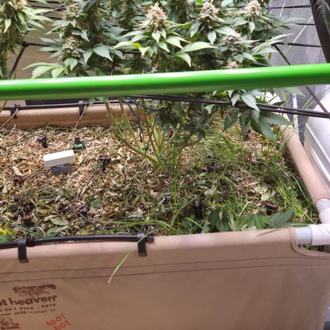 Limoncello growlog timeline photo