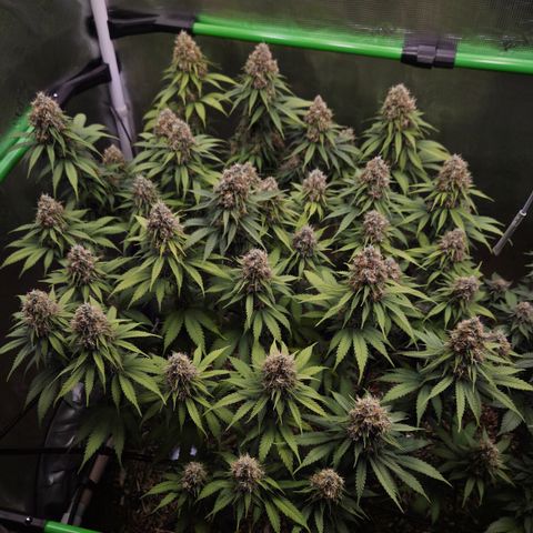 Strawberry Lemonade growlog timeline photo