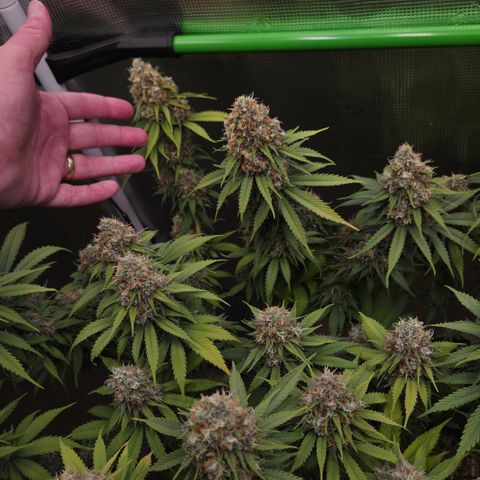 Strawberry Lemonade growlog timeline photo