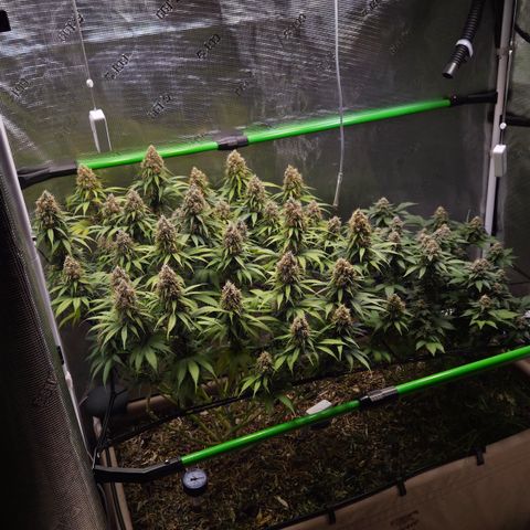 Strawberry Lemonade growlog timeline photo