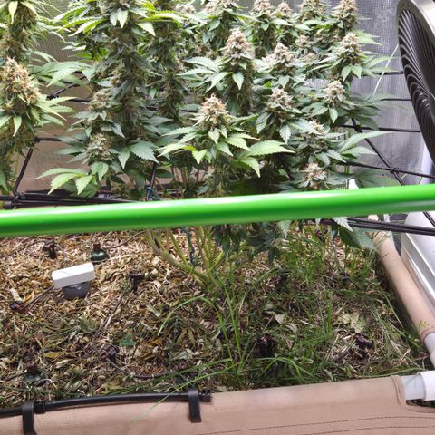 Limoncello growlog timeline photo