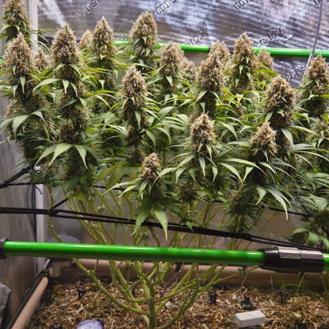 Strawberry Lemonade growlog timeline photo