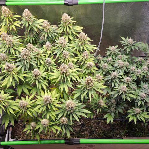 Strawberry Lemonade growlog timeline photo