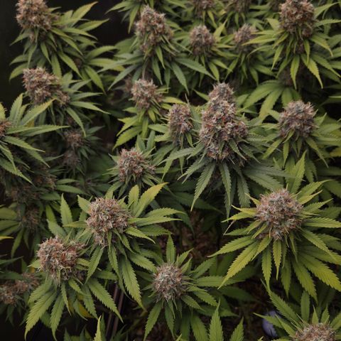 Strawberry Lemonade growlog timeline photo