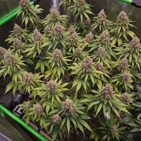 Strawberry Lemonade growlog timeline photo