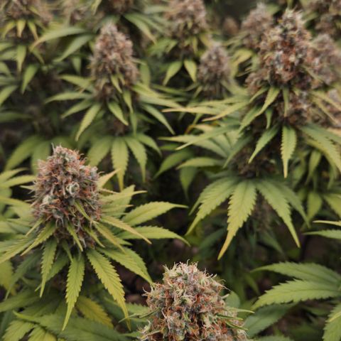Strawberry Lemonade growlog timeline photo