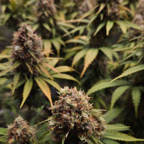 Strawberry Lemonade growlog timeline photo