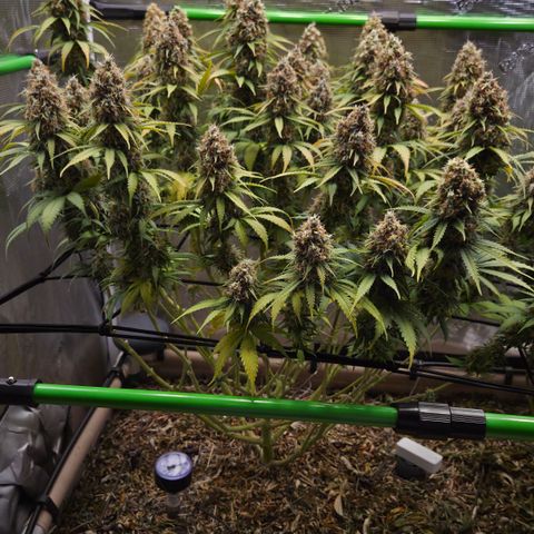 Strawberry Lemonade growlog timeline photo