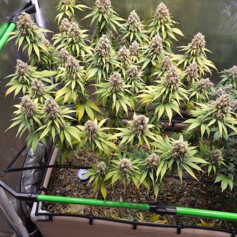Strawberry Lemonade growlog timeline photo