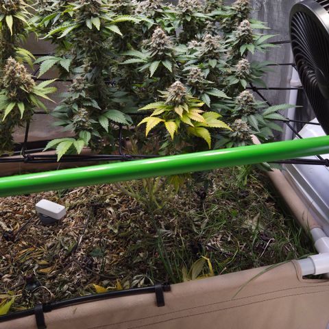 Limoncello growlog timeline photo