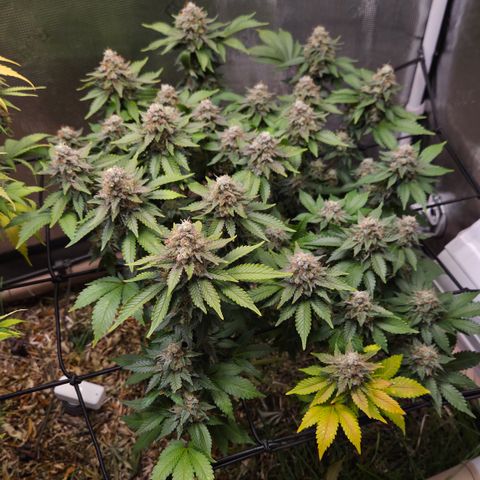Limoncello growlog timeline photo