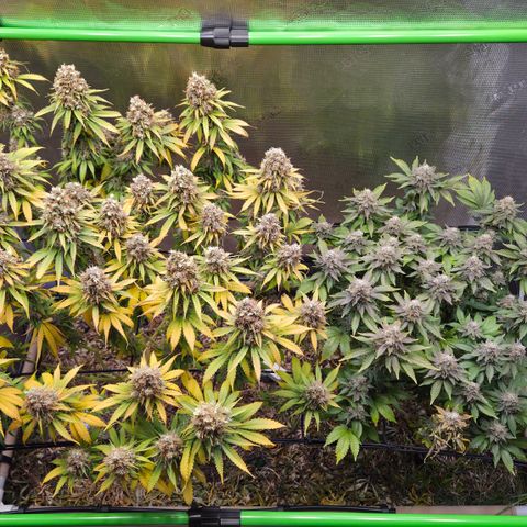 Strawberry Lemonade growlog timeline photo