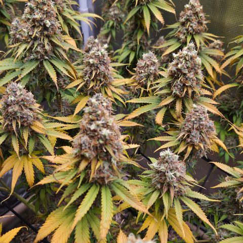 Strawberry Lemonade growlog timeline photo