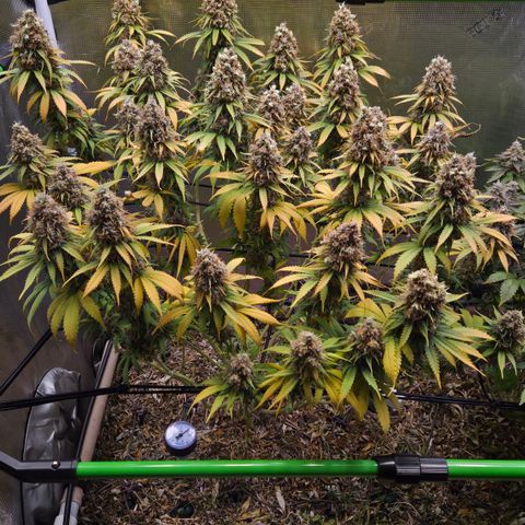 Strawberry Lemonade growlog timeline photo