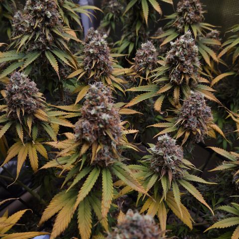 Strawberry Lemonade growlog timeline photo
