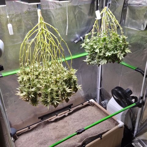 Strawberry Lemonade growlog timeline photo