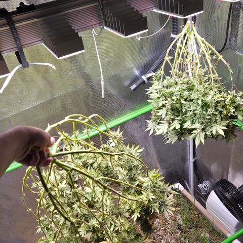 Strawberry Lemonade growlog timeline photo
