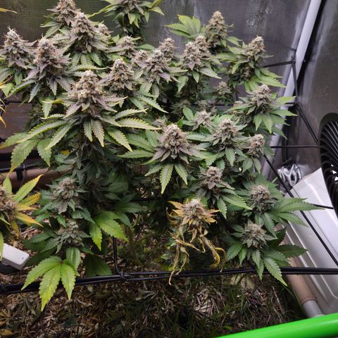 Limoncello growlog timeline photo