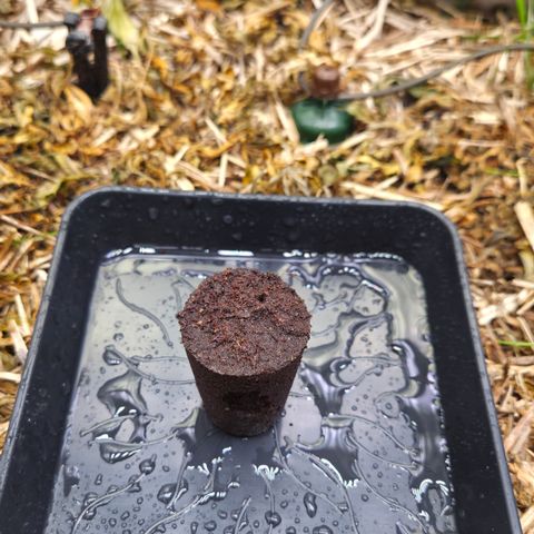 Zuminati #1 growlog timeline photo