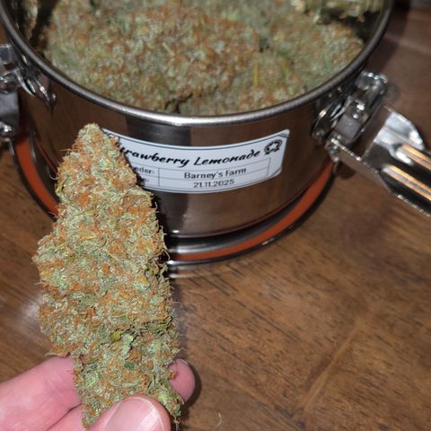 Strawberry Lemonade growlog timeline photo