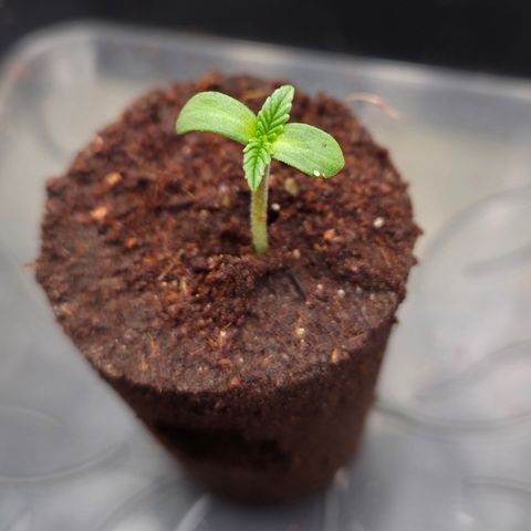 Zuminati #1 growlog timeline photo